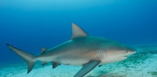 Tiburones en las Bahamas