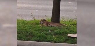 El lince se encontraba herido al momento de ser localizado por el vecino que reportó su hallazgo.