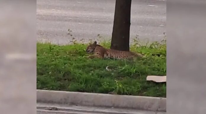 El lince se encontraba herido al momento de ser localizado por el vecino que reportó su hallazgo.