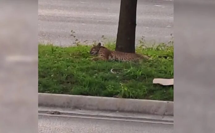 El lince se encontraba herido al momento de ser localizado por el vecino que reportó su hallazgo.