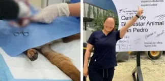 Despiden a veterinarias por fallecimiento de perrita sin anestesia