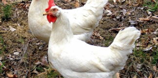 Influenza H5N1 fue detectada en una granja de Montemorelos.