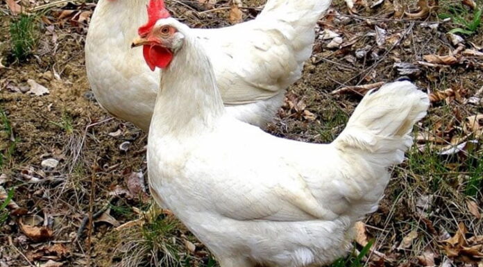 Influenza H5N1 fue detectada en una granja de Montemorelos.