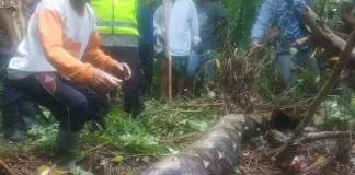 Mujer es devorada por pitón gigante en Indonesia.