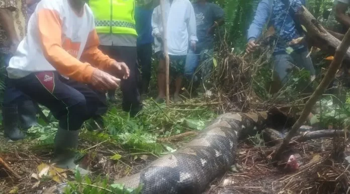 Mujer es devorada por pitón gigante en Indonesia.