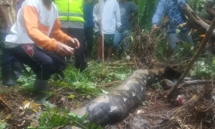 Mujer es devorada por pitón gigante en Indonesia.