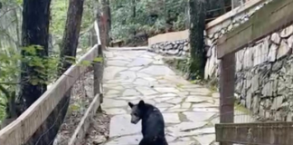 Osezno violentado en Santiago Nuevo León.
