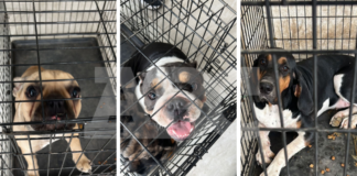Las tres perritas fueron encontradas durante el cateo realizado en la colonia Mitras.