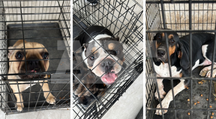 Las tres perritas fueron encontradas durante el cateo realizado en la colonia Mitras.