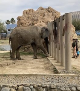 Consejo Ciudadano de Protección y Bienestar Animal de Nuevo León solicitó el regreso de las 39 especies del Parque La Pastora.