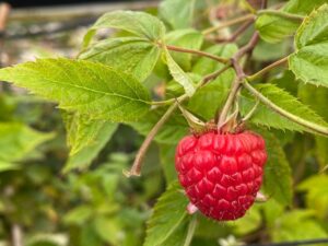 Los frutos son un importante producto que se maneja a nivel internacional, por lo que significa una buena derrama económica para el Estado.