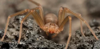 Infante mordido por araña violinista