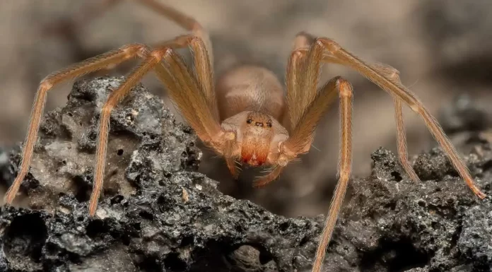 Infante mordido por araña violinista