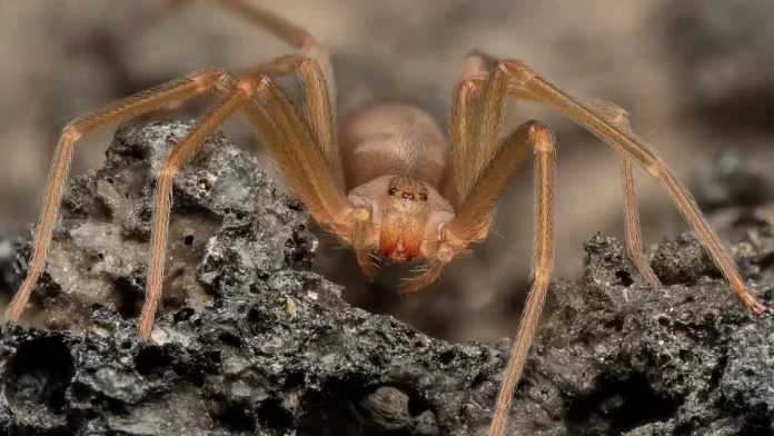 Infante mordido por araña violinista