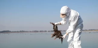 Muerte aviar masiva en costa del pacífico