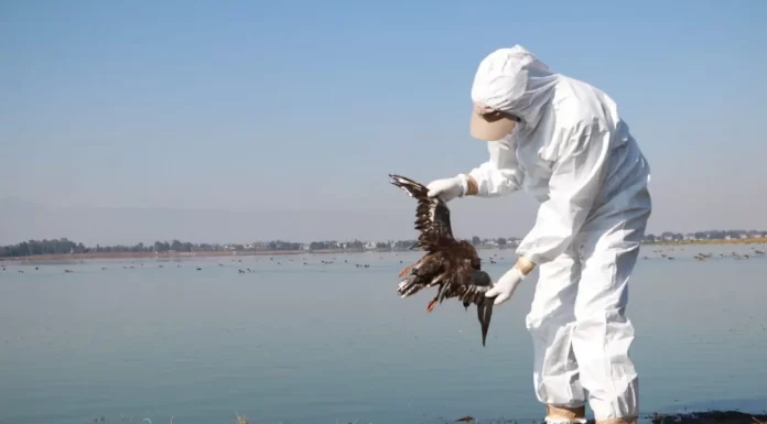 Muerte aviar masiva en costa del pacífico