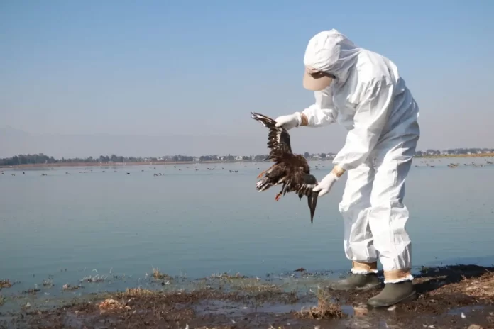 Muerte aviar masiva en costa del pacífico