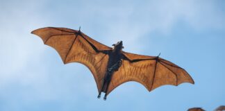 Murcielagos infestan escuela primaria
