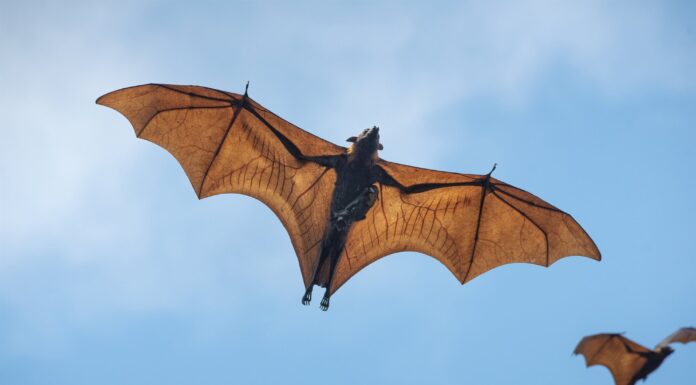 Murcielagos infestan escuela primaria