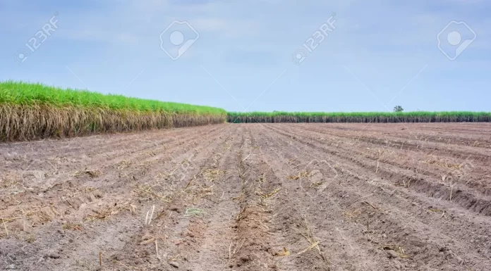 Se reduce la producción de azúcar a causa de sequía