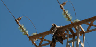 Quemaduras de 3er grado por cable de luz.