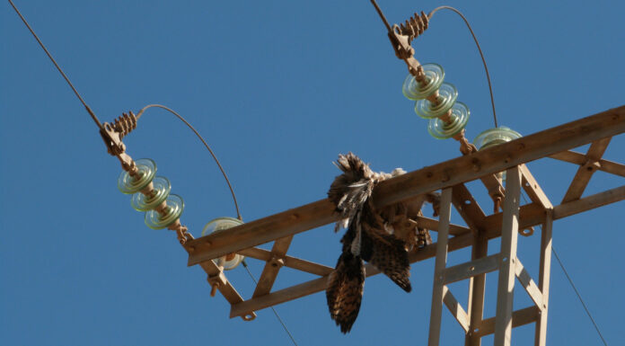 Quemaduras de 3er grado por cable de luz.