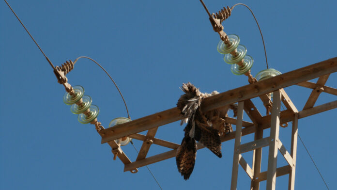 Quemaduras de 3er grado por cable de luz.