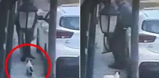 Detienen a hombre que asesinó gato