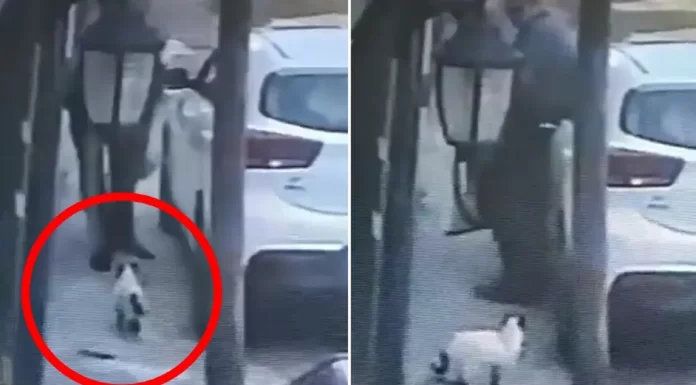 Detienen a hombre que asesinó gato