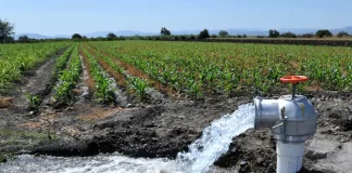 Riego agrícola en necesidad de renovación