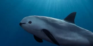 Estados Unidos presiona a México sobre la protección de la Vaquita Marina