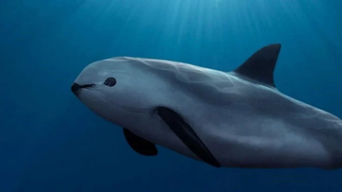 Estados Unidos presiona a México sobre la protección de la Vaquita Marina