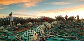 Sobreproducción de agave pone en riesgo al equilibrio ambiental