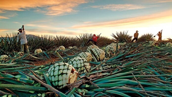 Sobreproducción de agave pone en riesgo al equilibrio ambiental