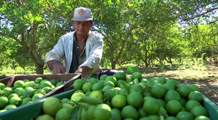 Limón