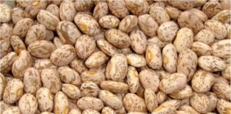 Importaciones de frijol golpean a productores de Chihuahua