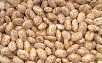 Importaciones de frijol golpean a productores de Chihuahua