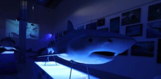 Sealand Monterrey presenta la exposición inmersiva: “Tiburones: Los Reyes del Mar”