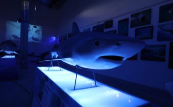 Sealand Monterrey presenta la exposición inmersiva: “Tiburones: Los Reyes del Mar”