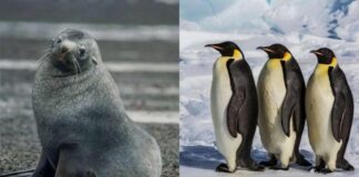 Pingüino emperador y lobo marino antártico entran a lista de especies en peligro de extinción