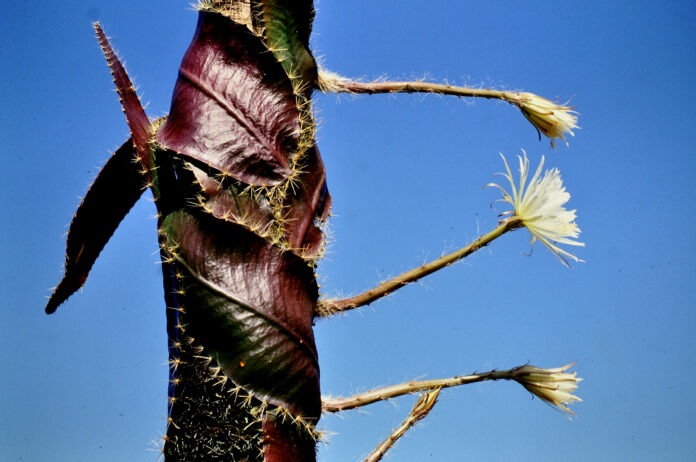 Strophocactus_wittii_1_(Cactaceae)_Foto_©_W._Barthlott
