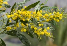 Árboles se alertan entre sí ante peligros mediante señales químicas