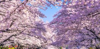 Turismo masivo desborda a pueblo japonés famoso por sus cerezos