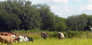 Ganadería impulsa más del 70% de la deforestación en México, advierte Conafor