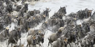 Experimento en Holanda: la reserva natural que terminó convertida en un campo de muerte animal