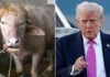 Búfalo “Donald Trump” salva su vida tras volverse viral en Bangladesh