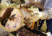 Cambio climático reduce hasta 30% la producción apícola en Nuevo León