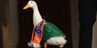 Intentan registrar imagen del “Pato Merlín” antes que su familia en México