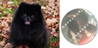 CDMX investiga muerte de cachorro en establecimiento para mascotas
