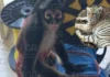 Rescata FGR a animales en peligro de extinción durante cateo en Zapopan